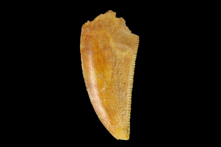 Serrated, Raptor Tooth - Real Dinosaur Tooth #149074